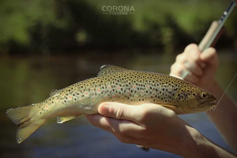 wędkarstwo skandynawia